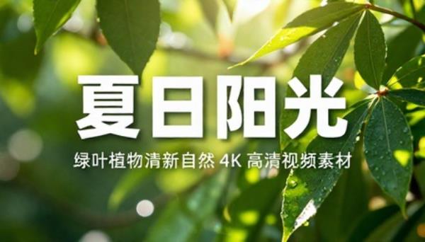 夏日阳光绿叶植物清新自然 4K 高清视频素材