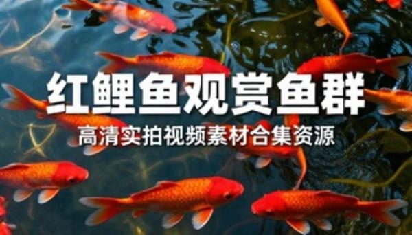 红鲤鱼观赏鱼群高清实拍视频素材合集资源