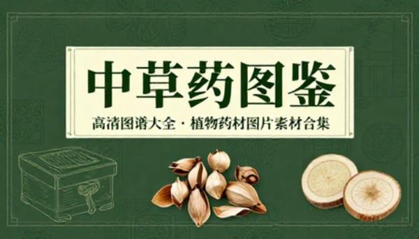 中草药图鉴高清图谱大全植物药材图片素材合集