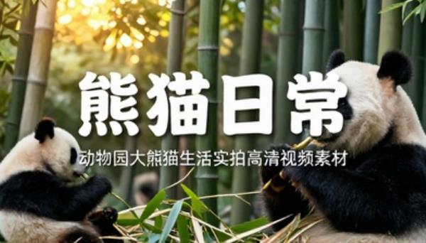 动物园大熊猫生活日常高清实拍视频素材