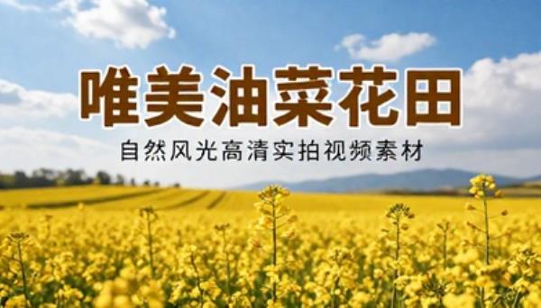 唯美油菜花田自然风光高清实拍视频素材