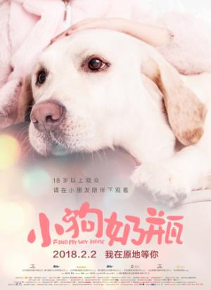 《小狗奶瓶》跨越千里的忠诚，小狗奶瓶的回家之路