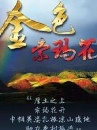 《金色索玛花》共20集_大陆电视剧全集剧情文案