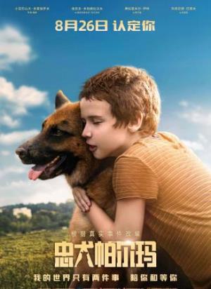 《忠犬帕尔玛》忠犬帕尔玛：机场上的生死守候