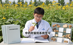 中药材原植物来源鉴别资料-莱芜职业技术学院生适用-系统提升版